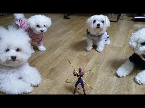 What to <strong>do</strong>: spider-<strong>man</strong> keeping a dog snack |댕쓰