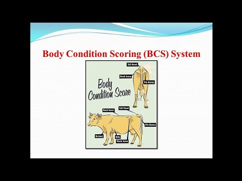 Body Condition Scoring (BCS) System...#LPM - YouTube