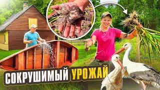 ПОРАЗИТЕЛЬНЫЙ УРОЖАЙ С КАРКАСНОЙ ГРЯДКИ! ЧТО У НАС ВЫРОСЛО В ЭТОМ ГОДУ? ПЛОДЫ РУШАТ ТЕПЛИЦУ! screenshot 2