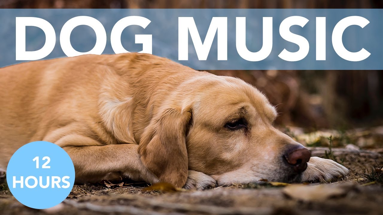 zen music for dogs
