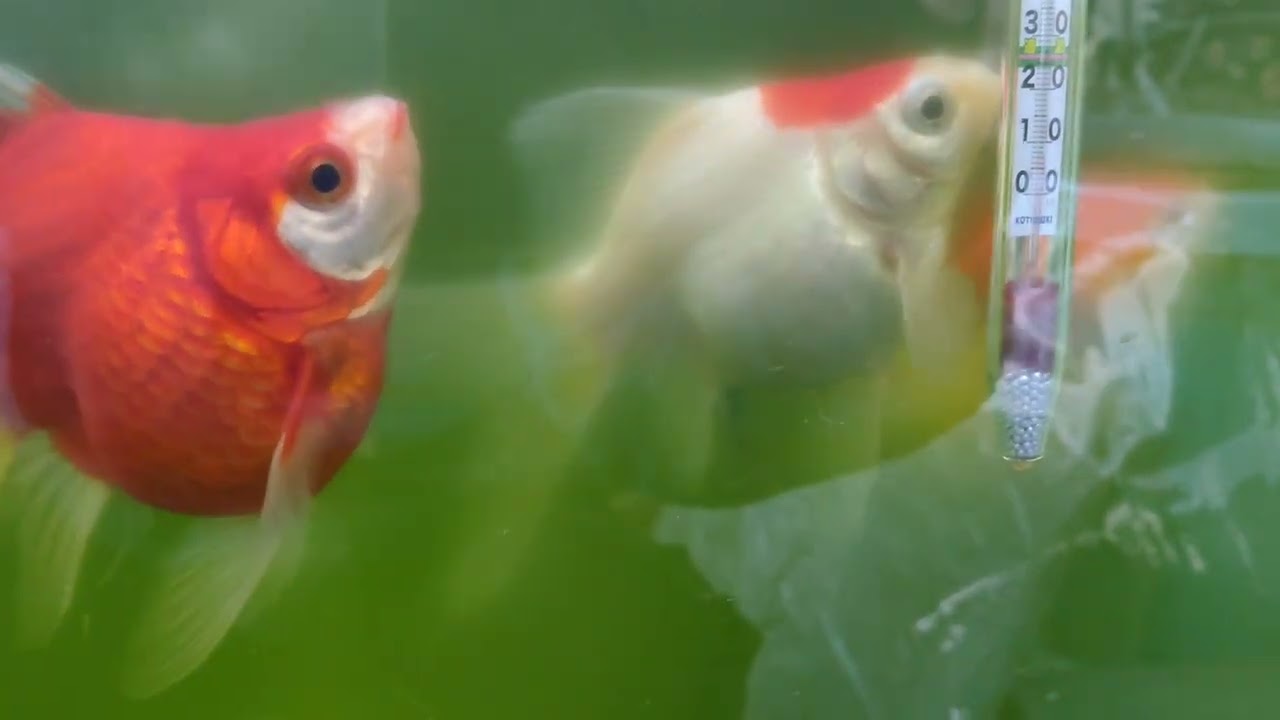 玉サバ 2025/2/2 水温8℃