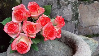 ABC TV | How To Make Rose Paper flower With Crepe Paper #2 - Craft Tutorial