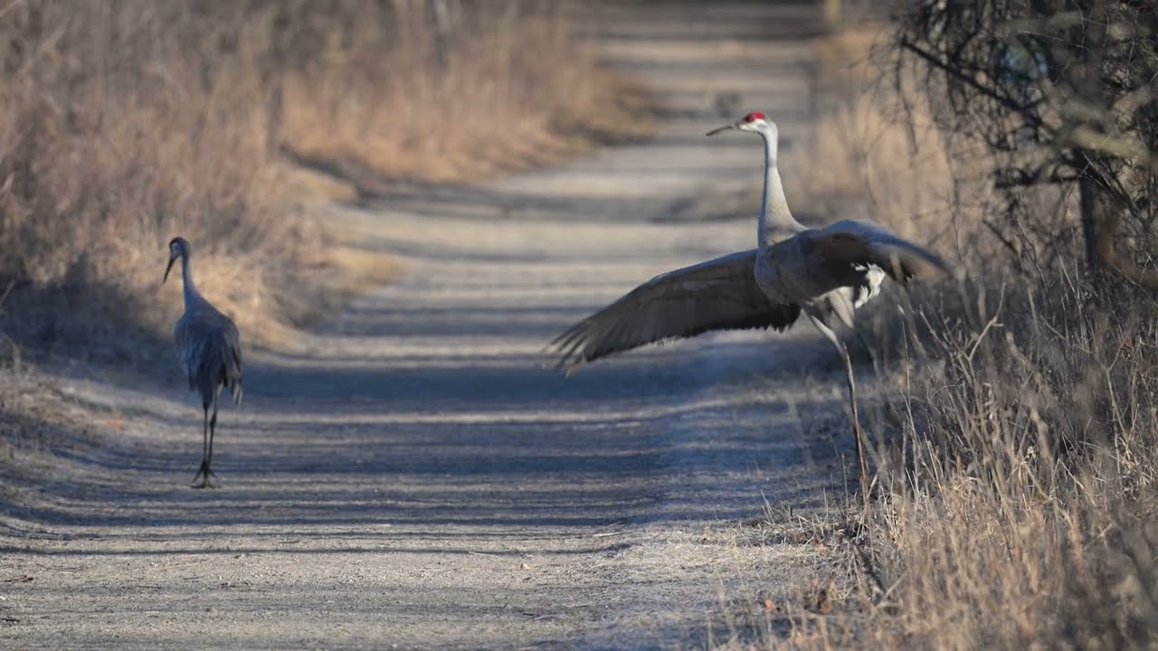 Sandhill Crane Courtship Dance