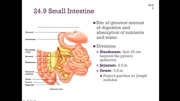 SCI 505 Chapter 24 Digestive System Part 2