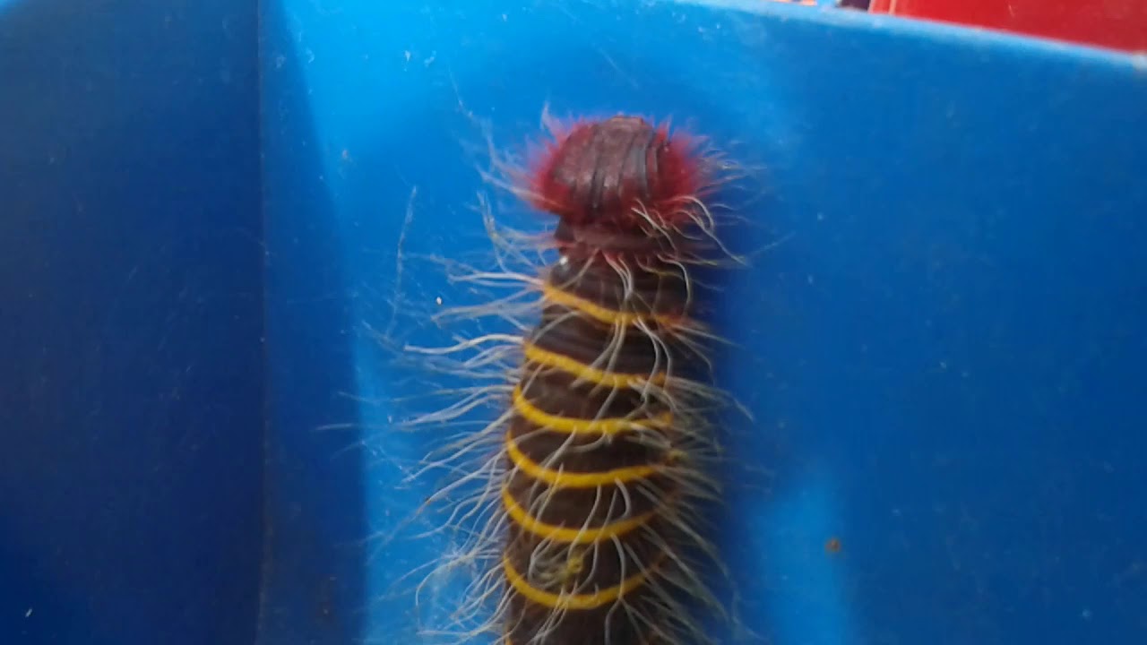 O mandrova. Essa lagarta vira borboleta. YouTube O mandrova. Essa lagarta vira borboleta. YouTube