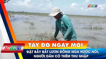 Đặt bẫy bắt lươn đồng mùa nước nổi, người dân có thêm thu nhập | Cần Thơ TV