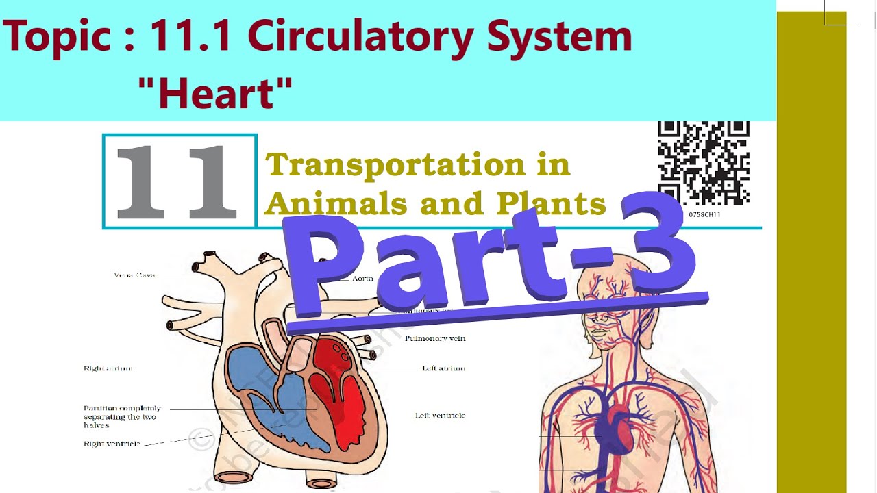 Class 7 Science Chapter 11 Transportation in Animals and Plants Part-3 ...