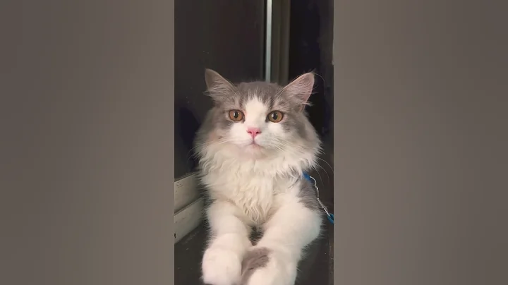 Watch the video about Elegance in Fur