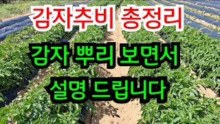 감자추비 총정리 (감자포기를 열어서 설명드립니다)  #감자추비 #감자추비비료 #감자추비시기 #감자재배방법