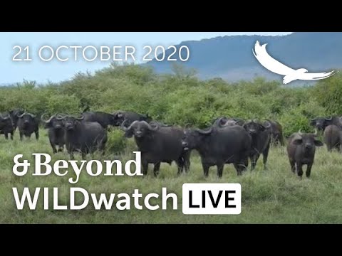 WILDwatch Live  21 October 2020  Afternoon Safari  South Africa