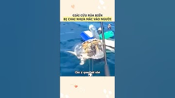 Giải cứu con rùa biển thoát khỏi đống chai nhựa