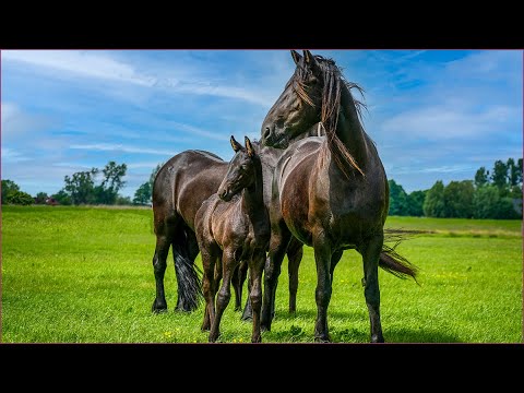 1 HOUR of Adorable BABY HORSES | Relaxing Music, Stress Relief, Calm.