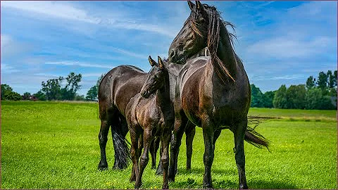 1 HOUR of Adorable BABY HORSES | Relaxing Music, Stress Relief, Calm.