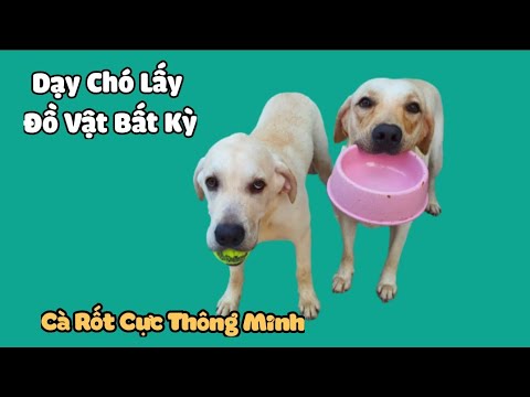 Video: Cách Dạy Chó Mang Gậy