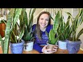 Snake Plant Care // Sanseveria Care Guide: Light, Water, Temperature, Propagation, Problems