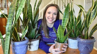 Snake Plant Care // Sanseveria Care Guide: Light, Water, Temperature, Propagation, Problems