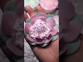 #oddlysatisfying soap starch asmr #relax #satisfying