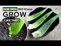 Planting Aloe Vera Leaf Experiment