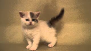 Cat's Perfection- питомник шотландских и британских кошек