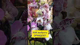 КАК выбрать ЗДОРОВУЮ орхидею в магазине?