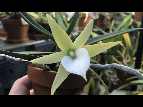 Angraecum elephantinum и другие мои ангрекумы.