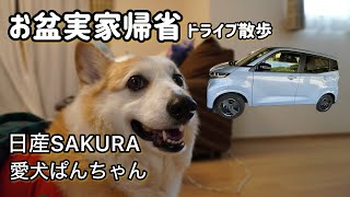 【ドライブ散歩】日産SAKURA　愛犬ぱんちゃん　2025年お盆パーティー