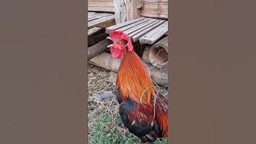 gà rừng mã đỏ gáy hay.qaib qus qua zoo