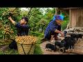 Grandma shows me how to make traditional dried longan, and helps me care for orphaned piglets