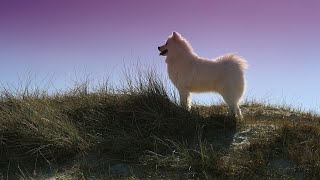 How to Introduce a Samoyed to Other Small Pets by Samoyed USA 60 views 2 weeks ago 3 minutes, 27 seconds
