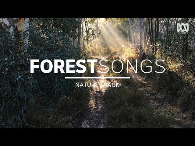 Bush sounds, birdsong in Australia — music (2 hours) | Nature Track - YouTube