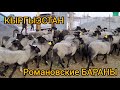 РОМАНОВ КОЙЛОРУ сатылат 👉 1 жылда 2 жолу 2-3төн тууйт