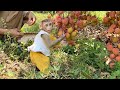 Monkey yuyu suddenly helps mom harvest lychees at the farm