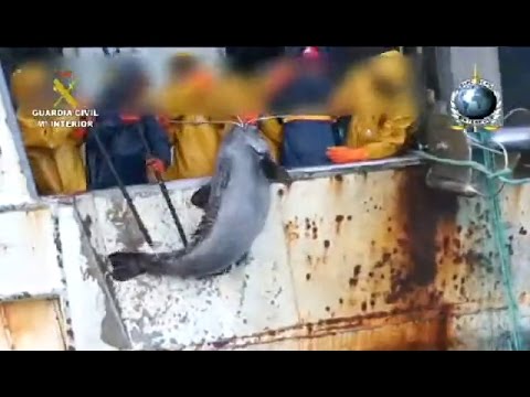 Video: Pez merluza negra - dónde vive y qué es interesante