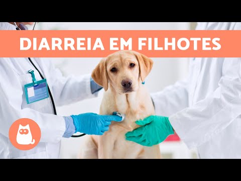 Vídeo: Teor de sódio em alimentos para cães