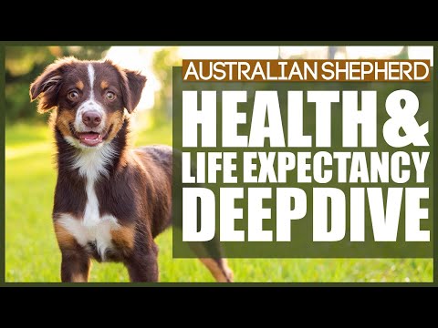 Video: Australian Shepherd Dog Breed Hypoallergenic, Health And Life Span