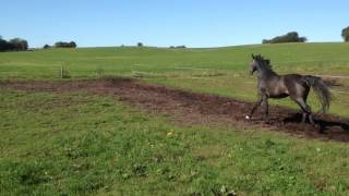 Finn Holving Skimmel Hingst