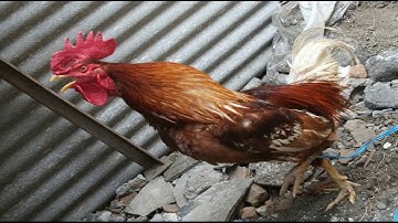 Ayam  -  Farid Hardja & Merry Andani