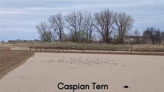 Caspian Terns  Layover at The North Beach