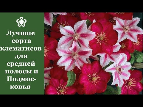 Правила ухода