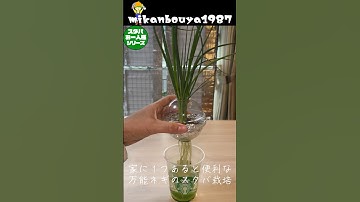 【一家に一台欲しい】スタバde万能ネギの水耕栽培#家庭菜園 #スタバ