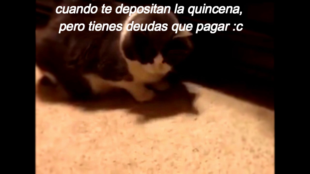 Cuando Te Pagan La Quincena Pero Tienes Deudas Que Pagar YouTube Cuando Te Pagan La Quincena Pero Tienes Deudas Que Pagar YouTube