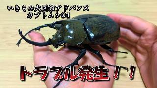 謎のオオカブト Trouble] I unboxed the Ikimono Daizukan Advance Rhinoceros Beetle