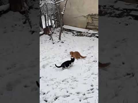 Kedi Özel Harekat
