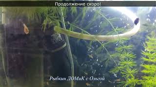 картинка: КОМЕТЫ - ОТ ИКРИНКИ ДО МАЛЬКА. Как рождаются рыбы из икринок?