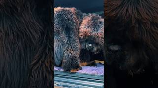 Dogs in the car #car #dogofinstagram #dog #dogoftheday #puppy #tibetanmastiff #mastiff