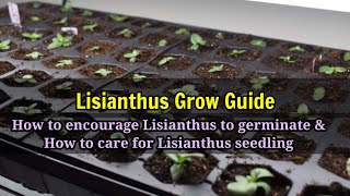 Growing LISIANTHUS from seeds to seedling grow guide