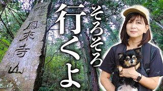 【鳳来寺】愛知人気のハイキングコース！犬と一緒に参道を歩こう