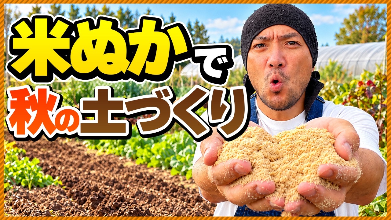 【秋の土づくり】米ぬか投入の黄金比！秋野菜を大きく育てる土の仕込み方