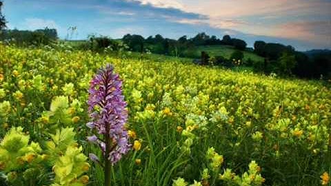 سوره الانبياء بصوت الشيخ ماهر المعيقلي