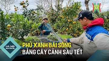 Phủ xanh bãi sông bằng cây cảnh sau Tết  | Hà Nội đẹp và chưa đẹp